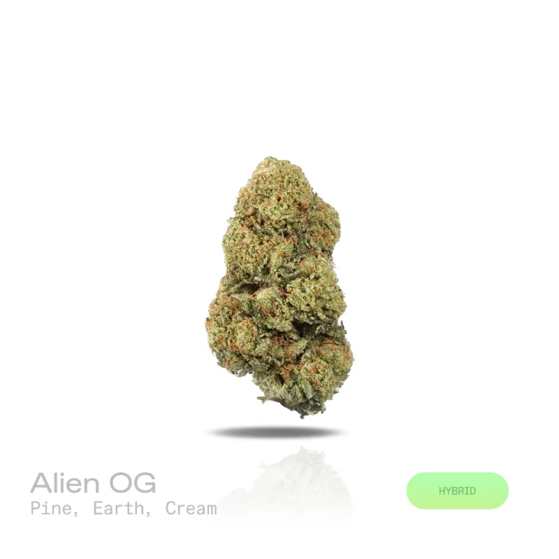Hipuffy Alien OG THCa Flower (Indoor) (Hybrid) showing dense green buds with purple hues and orange pistils