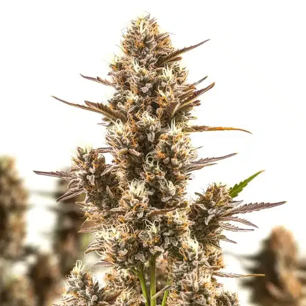 Blimburn Seeds Blue Zushi cannabis seed packet