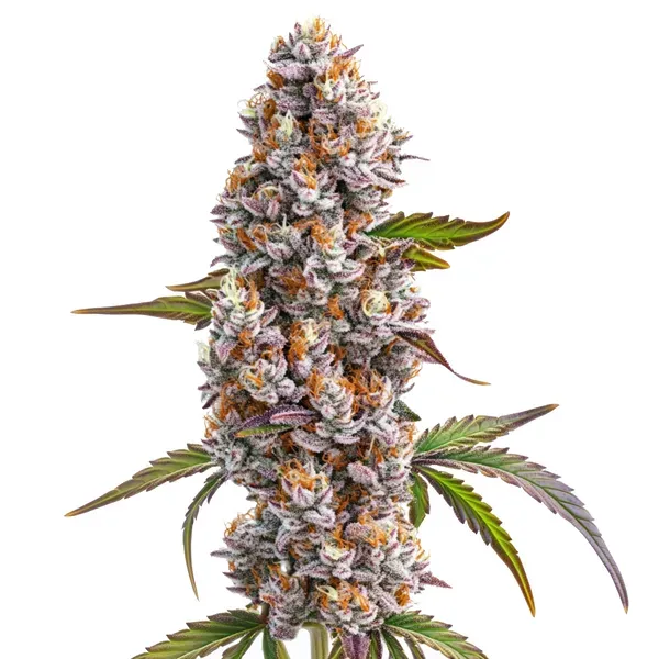 Blimburn Seeds Reeze McFlurry cannabis seed packet