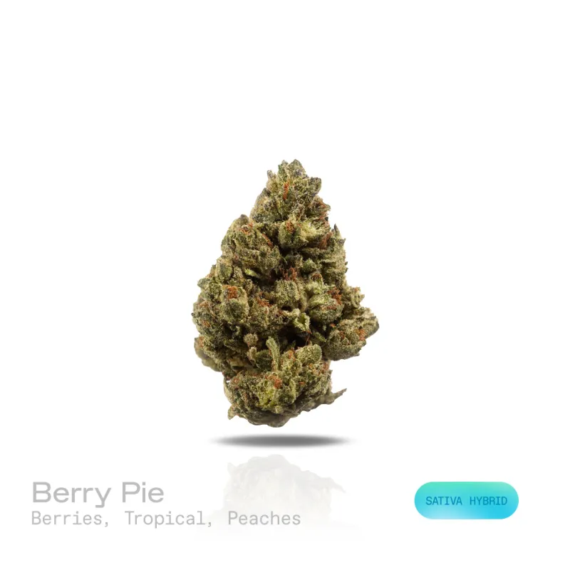 Hipuffy Berry Pie THCa Flower (Indoor) (Sativa Hybrid) showing green and purple buds with frosty trichomes