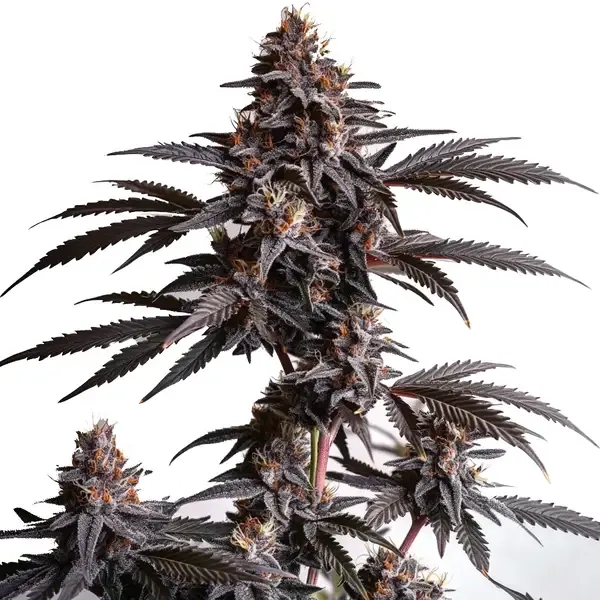 Blimburn Seeds Blood Diamond OG cannabis seeds package