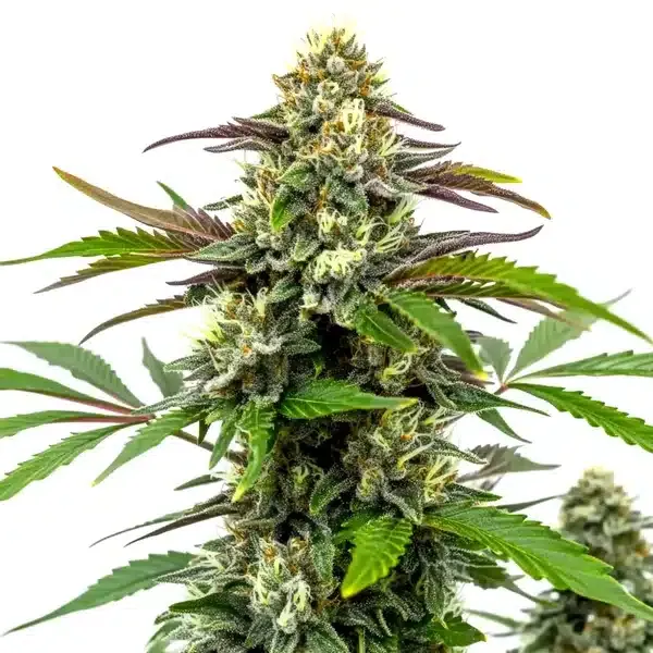 Blimburn Seeds Bubble Gum Sherb cannabis seeds