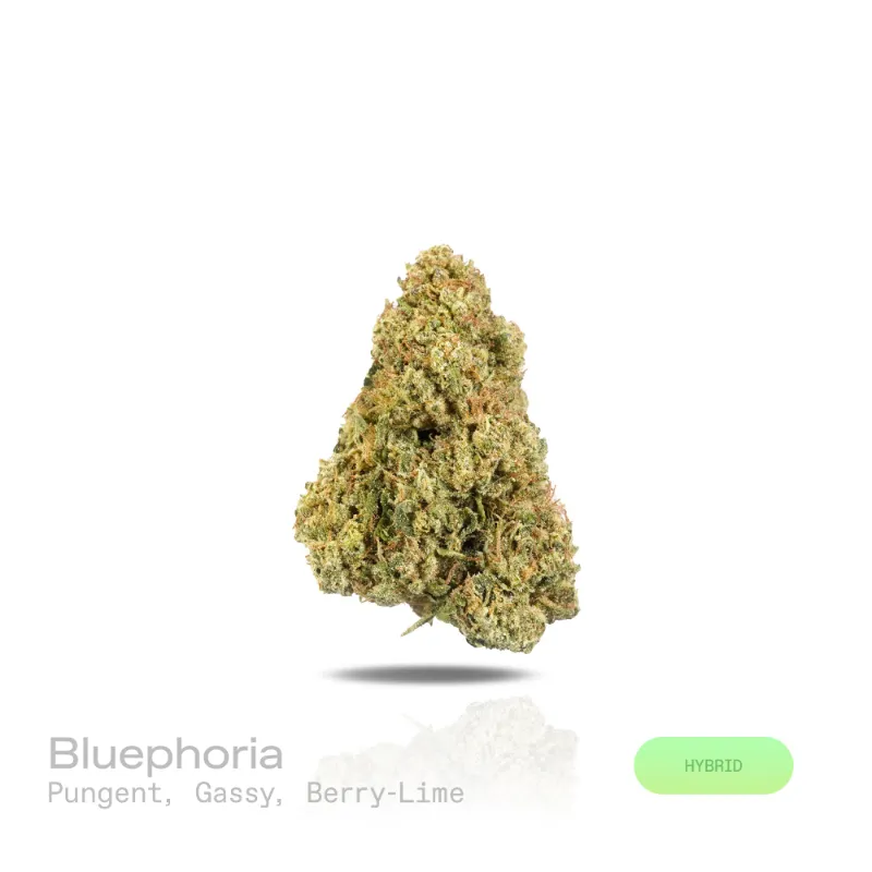 Hipuffy Bluephoria THCa Flower Indoor Hybrid dense deep green buds with purple hues and orange pistils