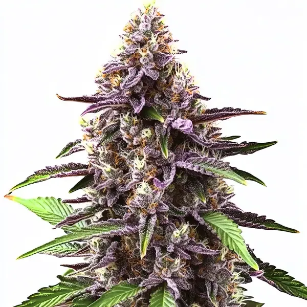 Blimburn Seeds Grandaddy Purple Regular cannabis seeds