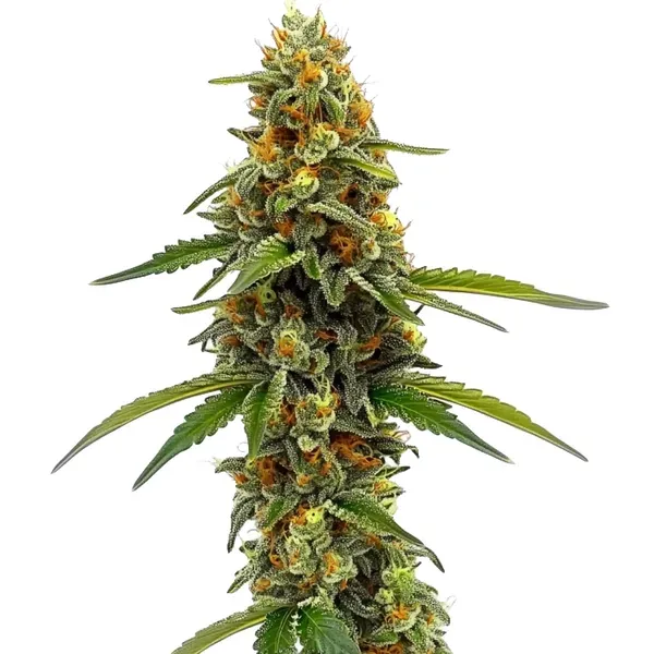 Blimburn Seeds ACDC 1:18 CBD-rich cannabis seeds
