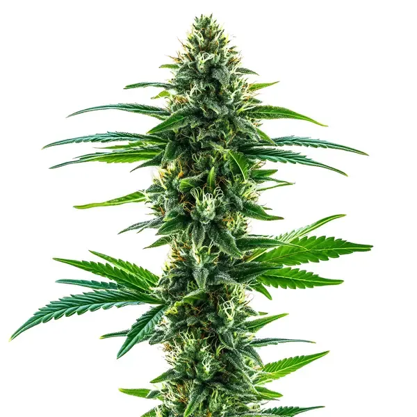 Blimburn Seeds Khalifa Kush cannabis seed packet