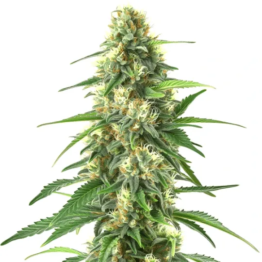 Blimburn Seeds Colombian Gold Auto cannabis seeds