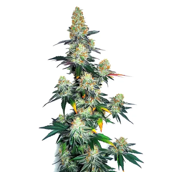 Blimburn Seeds Jack Herer x GG Autoflower feminized cannabis seeds