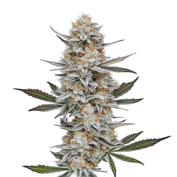 Blimburn Seeds Chemdog #4 cannabis seeds