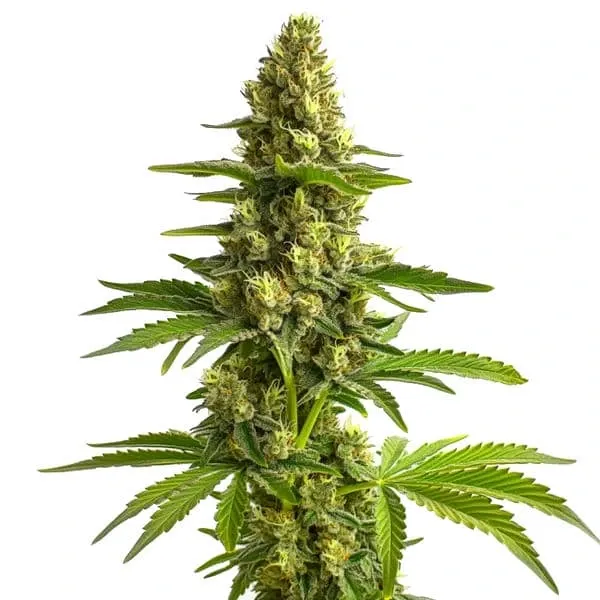 Blimburn Seeds Bruce Banner #3 cannabis seeds packet