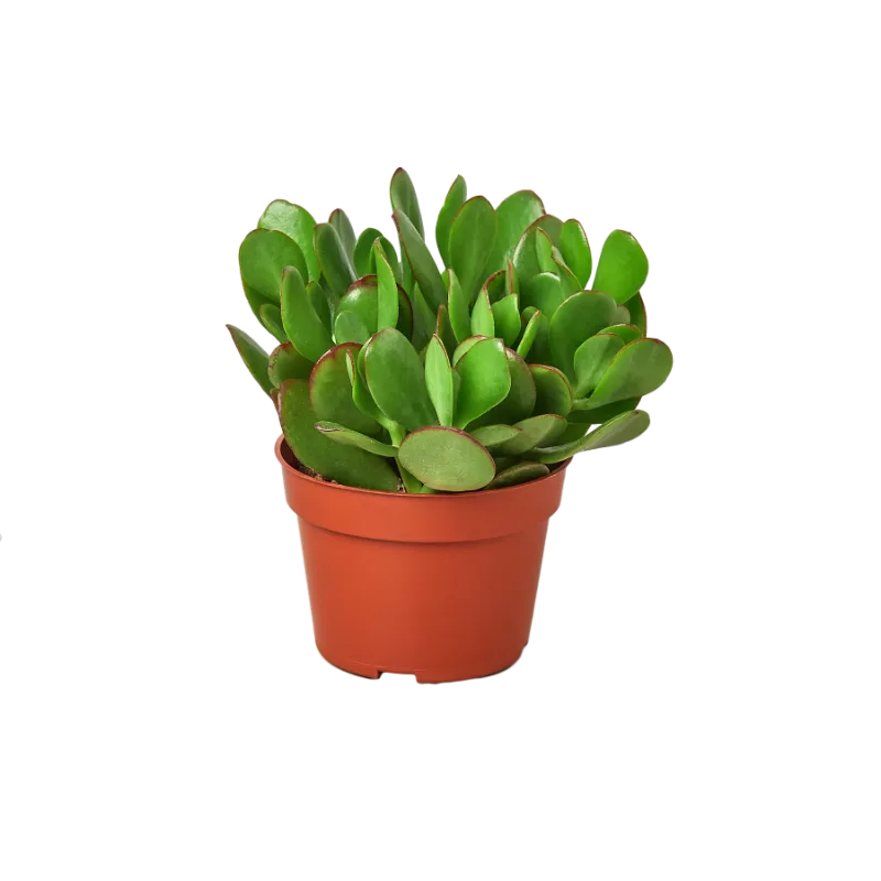 Mass Hydroponics 1 Succulent Monthly Subscription Box, succulent plant in nursery pot