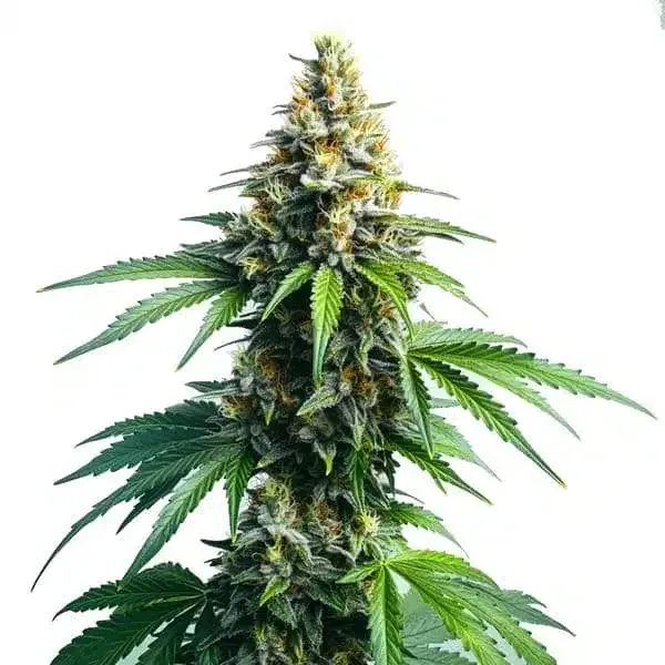 Blimburn Seeds Afghan Kush cannabis seeds