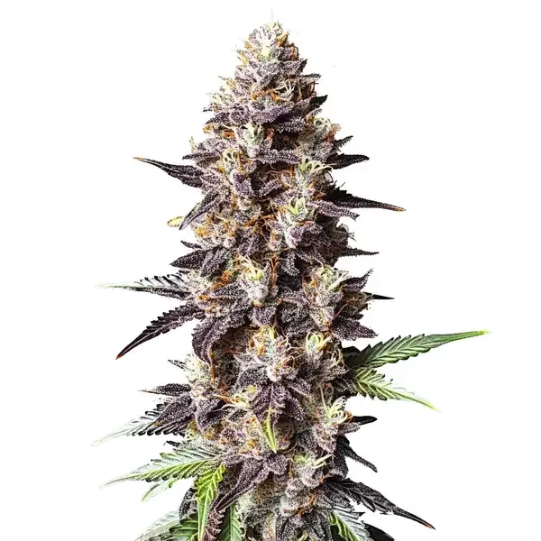 Blimburn Seeds Grandaddy Purple x Bruce Banner cannabis seeds
