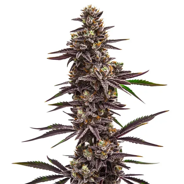 Blimburn Seeds Cherry Pie cannabis seeds