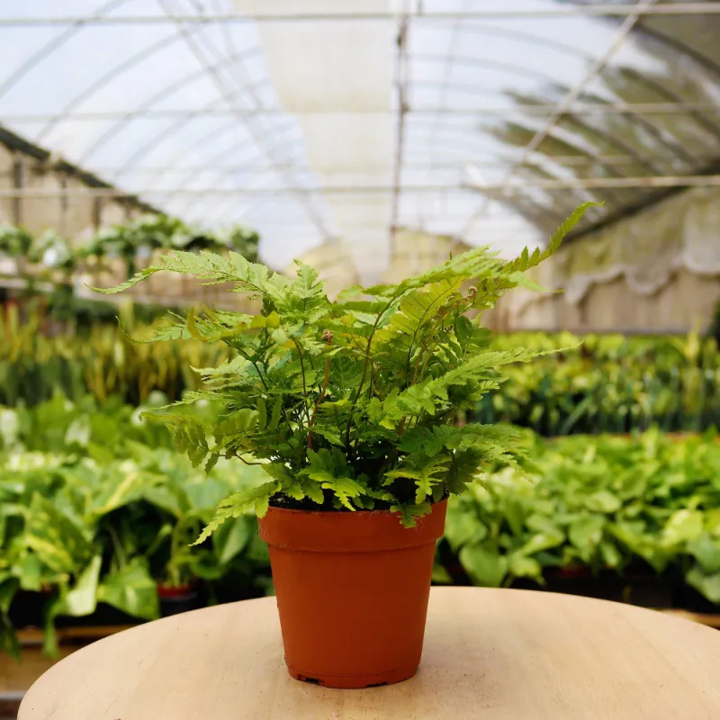 Mass Hydroponics 1 Pet Friendly Monthly Subscription Box, indoor plant in nursery pot