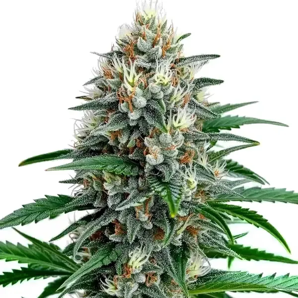 Blimburn Seeds Fire Alien Strawberry x Mac Rillaz F1 cannabis seeds packet