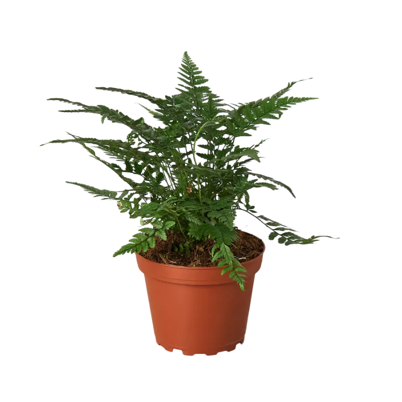 Mass Hydroponics 'Korean Rock' Fern showing delicate fronds and compact growth habit