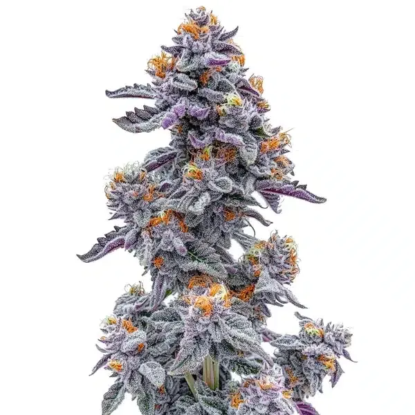 Blimburn Seeds Ooze cannabis seeds packet