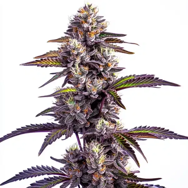 Blimburn Seeds Blackberry Moonrocks Auto cannabis seeds