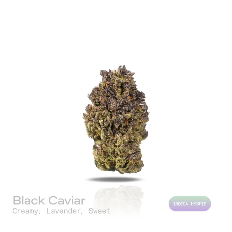Hipuffy Black Caviar THCa Flower Indoor Indica Hybrid dense green and purple buds with orange pistils and trichomes