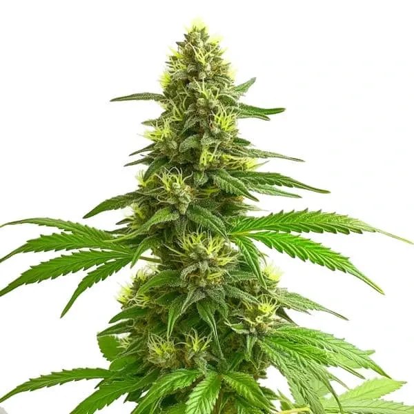 Blimburn Seeds Super Lemon Haze cannabis seeds pack