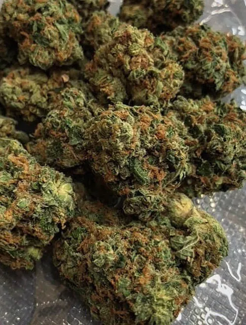 Society's Plant Craft THCA Flower for Sale Tropicana Cookies strain buds in clear view