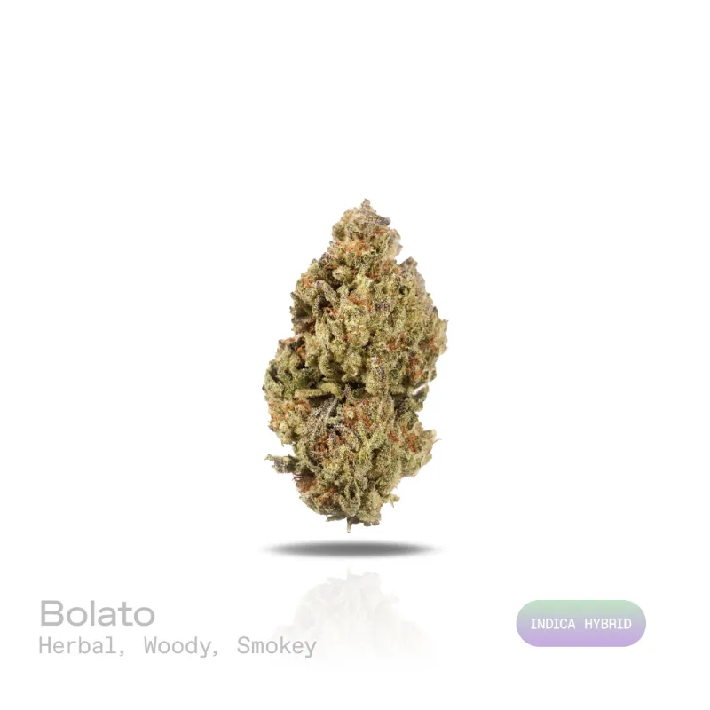 Hipuffy Bolato THCa Flower (Indoor) (Indica Hybrid) dense green and purple cannabis buds with orange hairs