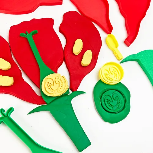 Fun House Toys Flower Parts Play Dough Stencil showing plant biology learning tool