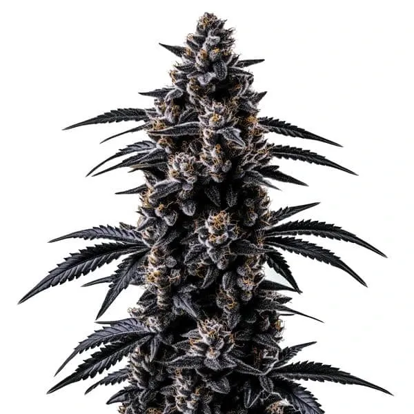 Blimburn Seeds Black Sugar cannabis seed package