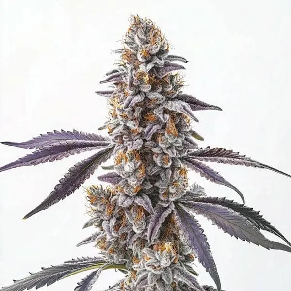 Blimburn Seeds CBD Sugar 1:25 cannabis seeds package