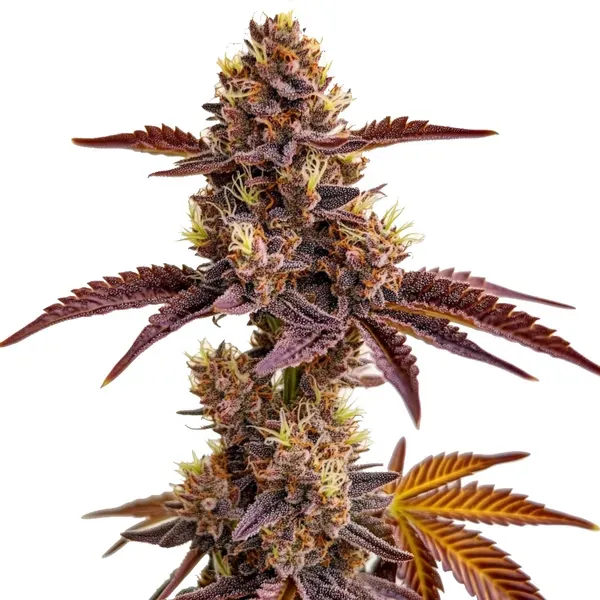 Blimburn Seeds Gorilla Sherbet cannabis seeds in packaging