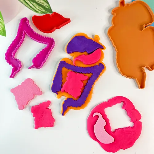 Fun House Toys Digestive System Play Dough Stencil Kit with organ templates and torso outline
