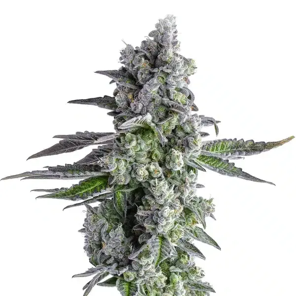 Blimburn Seeds John Connor cannabis seeds
