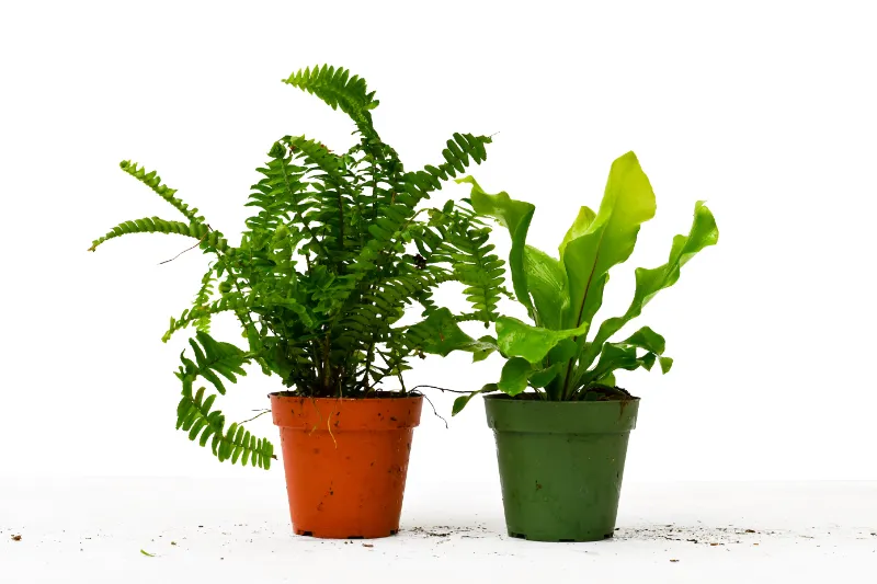 Mass Hydroponics 2 Fern Variety Pack in 4 inch pots with green fronds