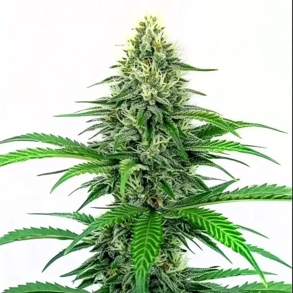 Blimburn Seeds Critical Fast Version cannabis seeds