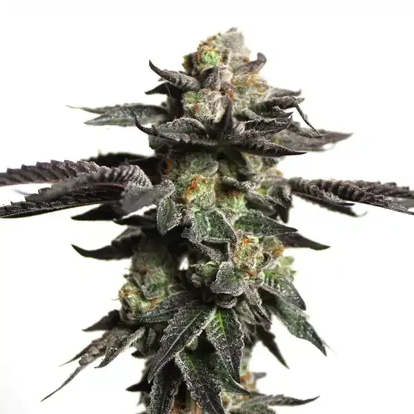 Blimburn Seeds Zombie Death Fuck cannabis seeds package