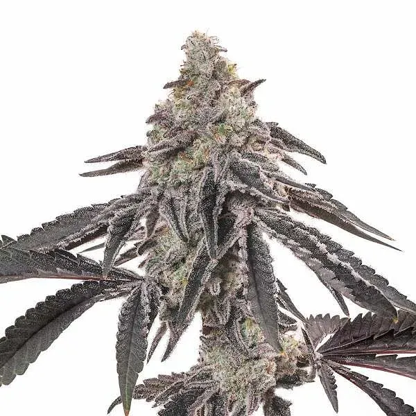 Blimburn Seeds MAC cannabis seeds package