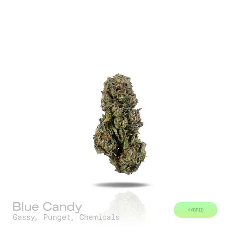Hipuffy Blue Candy THCa Flower (Indoor) (Hybrid) showing dense green and purple cannabis buds