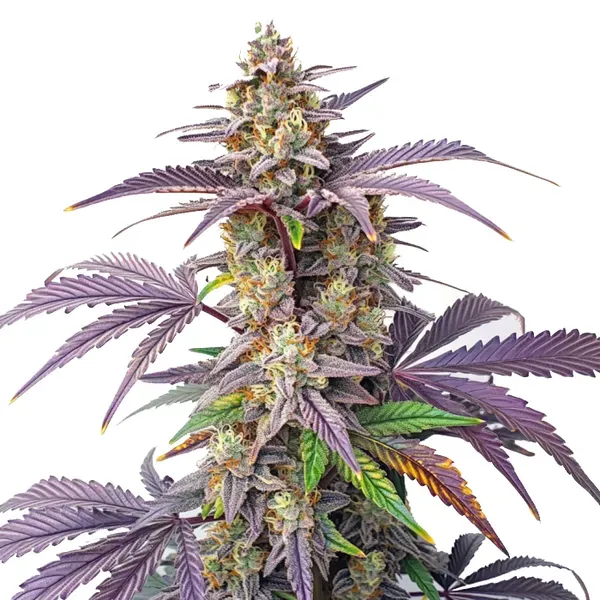 Blimburn Seeds Peanut Butter Breath cannabis seeds package
