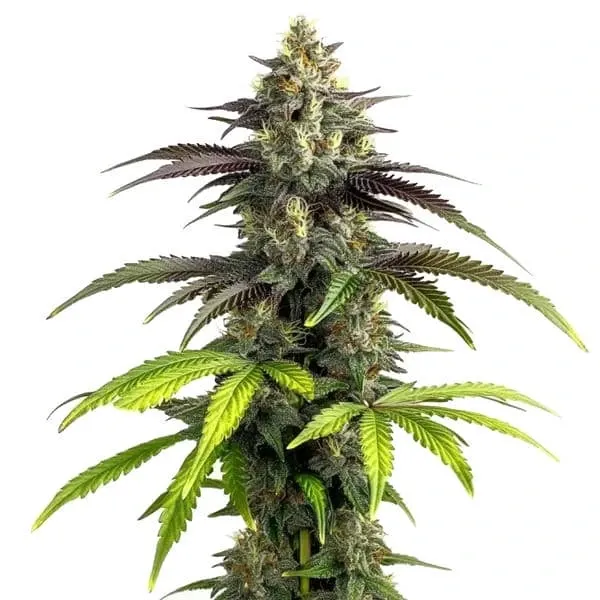 Blimburn Seeds Bruce Banner 2.0 cannabis seeds with high THC