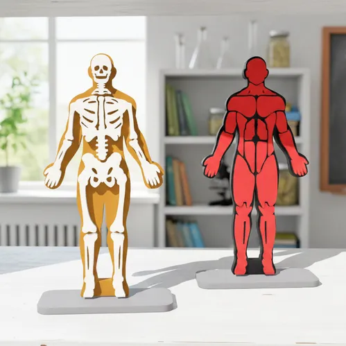 Fun House Toys Human Skeleton Anatomy Puzzle Model assembled standing display for STEM learning