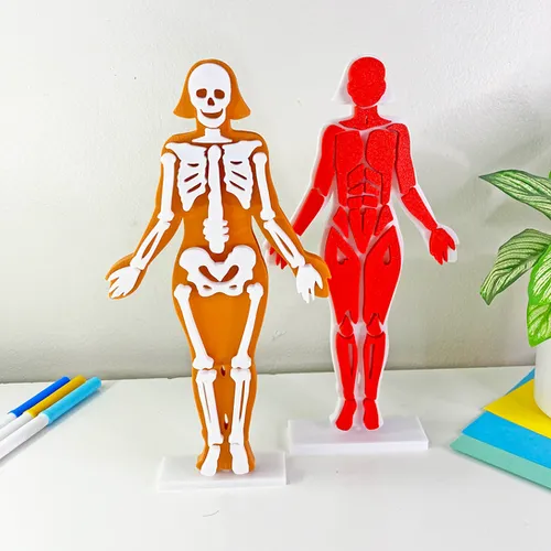 Fun House Toys Human Skeleton Anatomy Puzzle Model with muscle layers assembled and standing