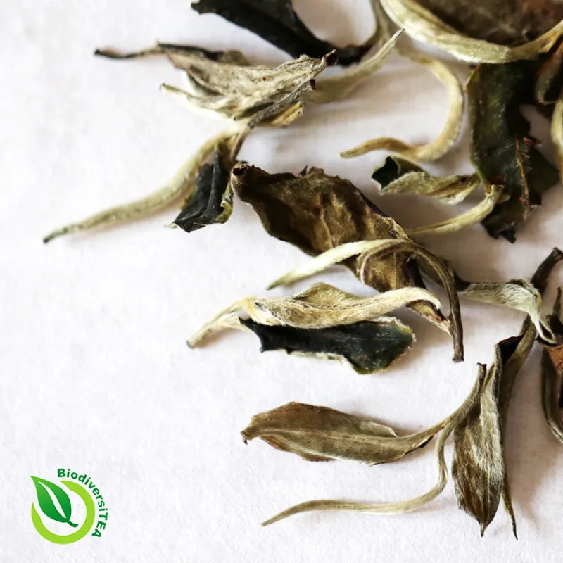 Wild Tea Qi Ancient Artisan Moonlight White Tea showing distinctive two-toned leaves