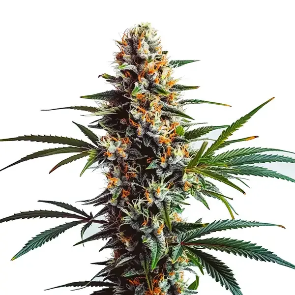 Blimburn Seeds Doug's Varin cannabis strain seeds