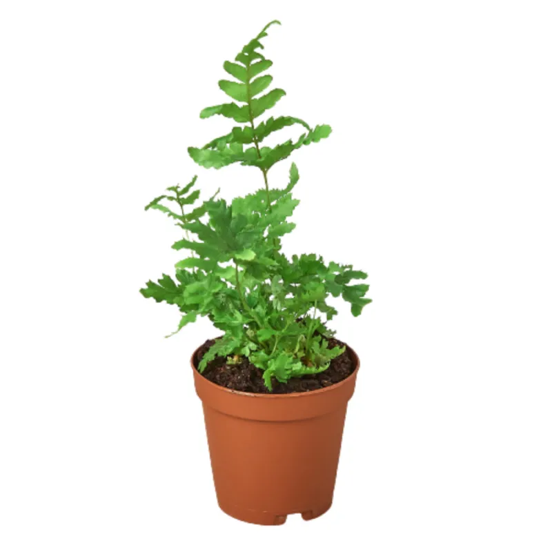Mass Hydroponics 'Autumn' Fern showing copper-colored new fronds and dark green mature foliage