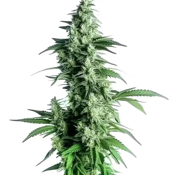 Blimburn Seeds Goji OG feminized cannabis seed package with OG Kush lineage branding