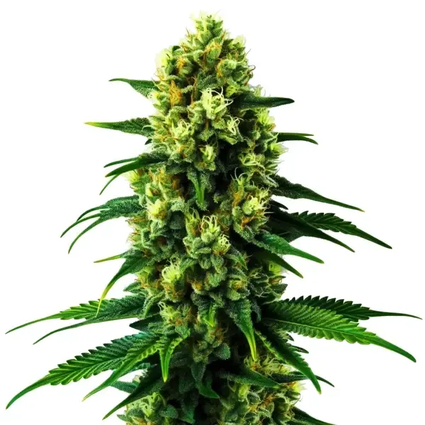 Blimburn Seeds Colombian Gold sativa cannabis seeds from Santa Marta