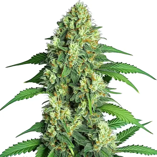 Blimburn Seeds Jamaican cannabis seeds packet