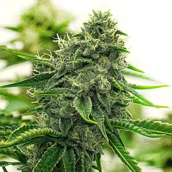 Blimburn Seeds Hippo High cannabis seed package