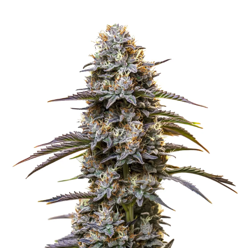 Blimburn Seeds Granddaddy Purple Auto cannabis seeds pack